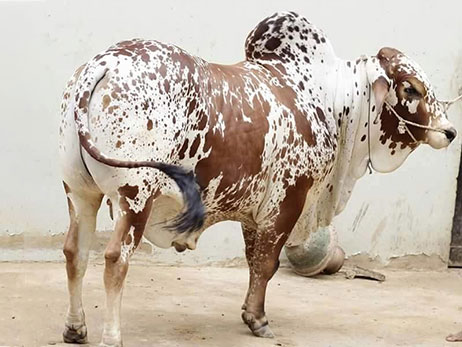 Cholistani Breed