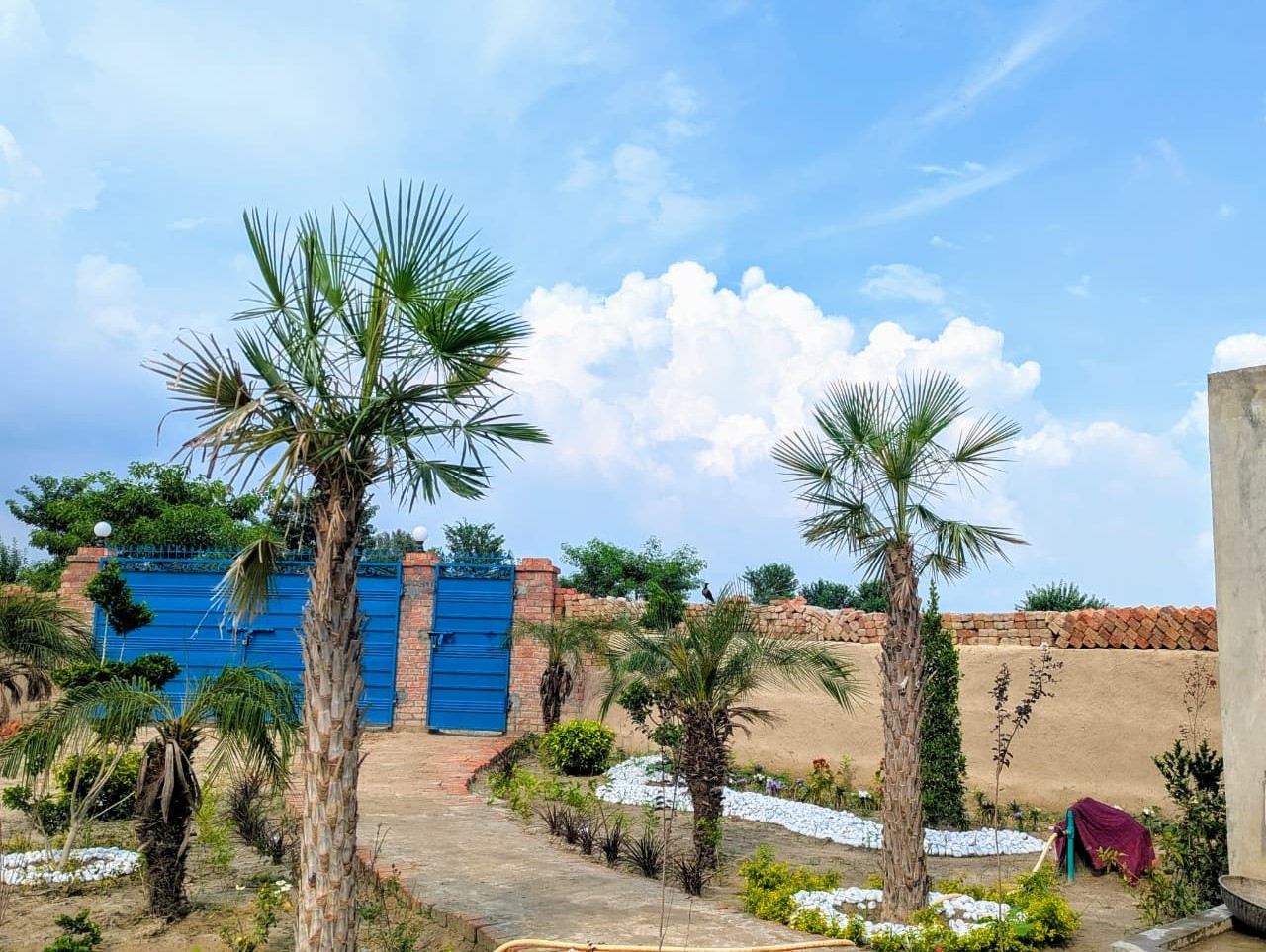 Malik Mansha Cattle Farm